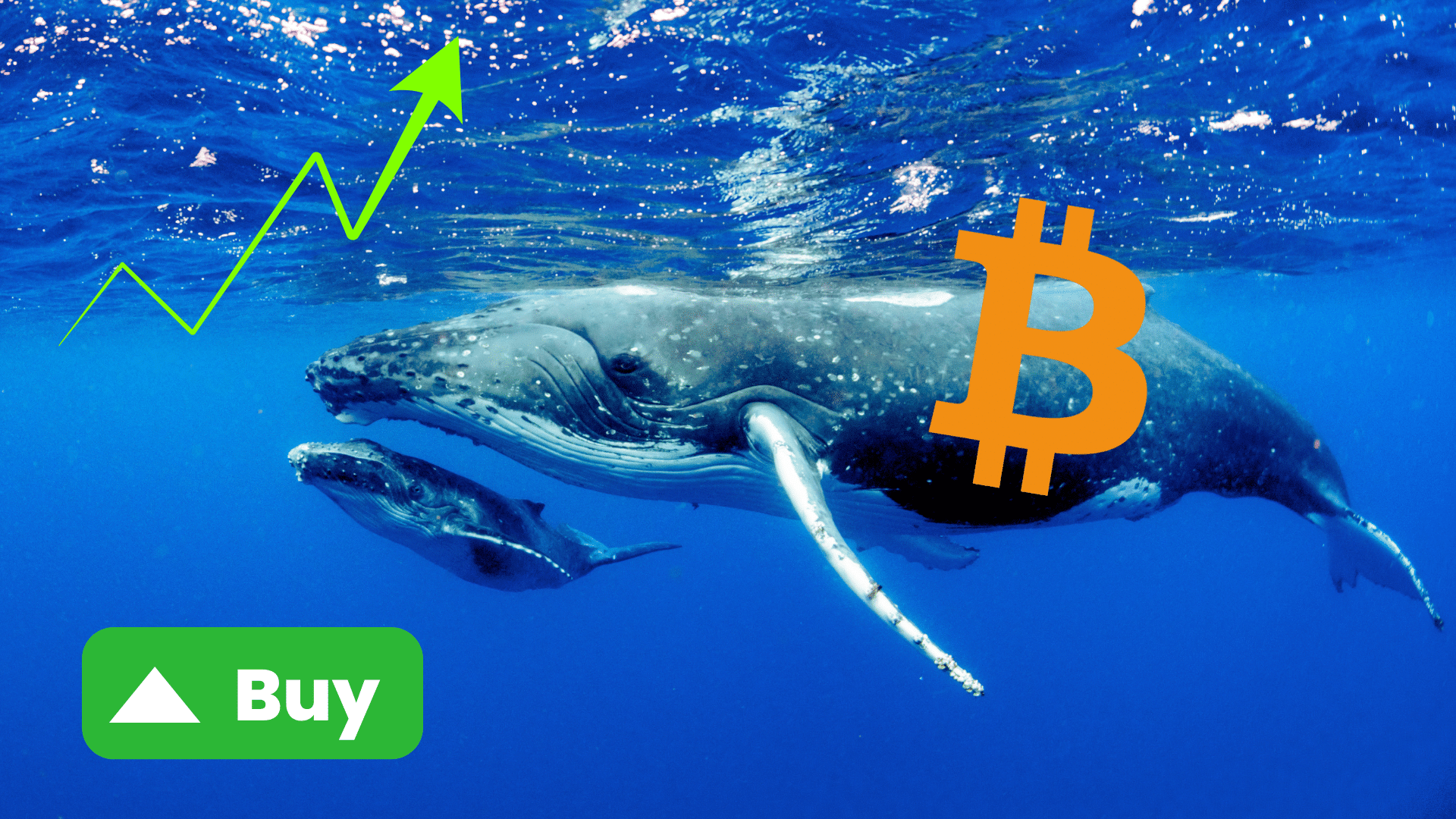 Le balene di Bitcoin fanno shopping: +3,4 miliardi di dollari accumulati in pochi giorni, mentre i retail restano fermi